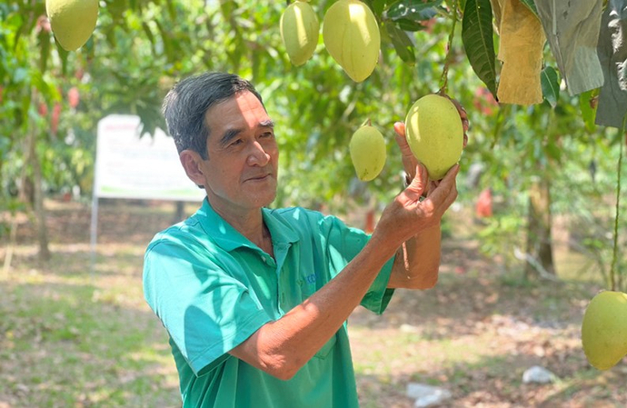 Sản phẩm xoài cát chu Cao Lãnh được thị trường trong và ngoài nước ưa chuộng (ảnh tư liệu)