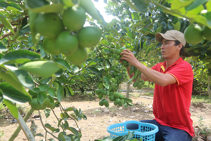 Sản phẩm chanh Cao Lãnh được doanh nghiệp xuất khẩu sang nhiều thị trường khó tính ở Châu Âu