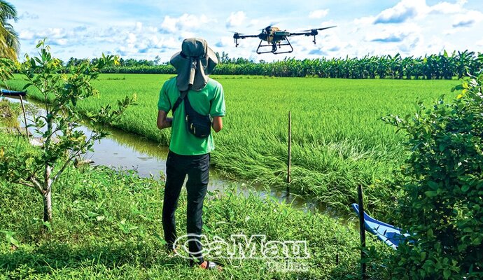 Tuỳ vào ngày tuổi của cây trồng mà có cách bay, phun phù hợp, đảm bảo không ảnh hưởng đến sự phát triển về sau.