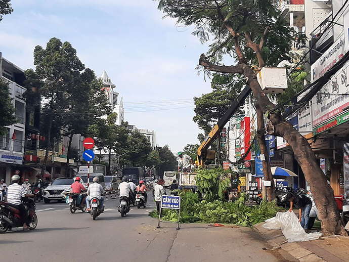 Đơn vị thực hiện công tác công ích đô thị cắt tỉa cây xanh đảm bảo an toàn trong mùa mưa bão. Ảnh: NGỌC QUYÊN