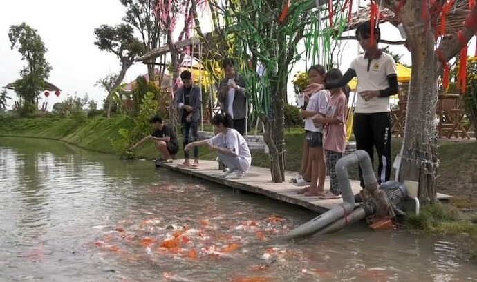 Du khách tham quan hồ nuôi cá Koi tại Hoàng Hảo