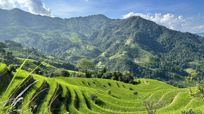 Những ruộng bậc thang xanh mướt tại tỉnh Hà Giang.