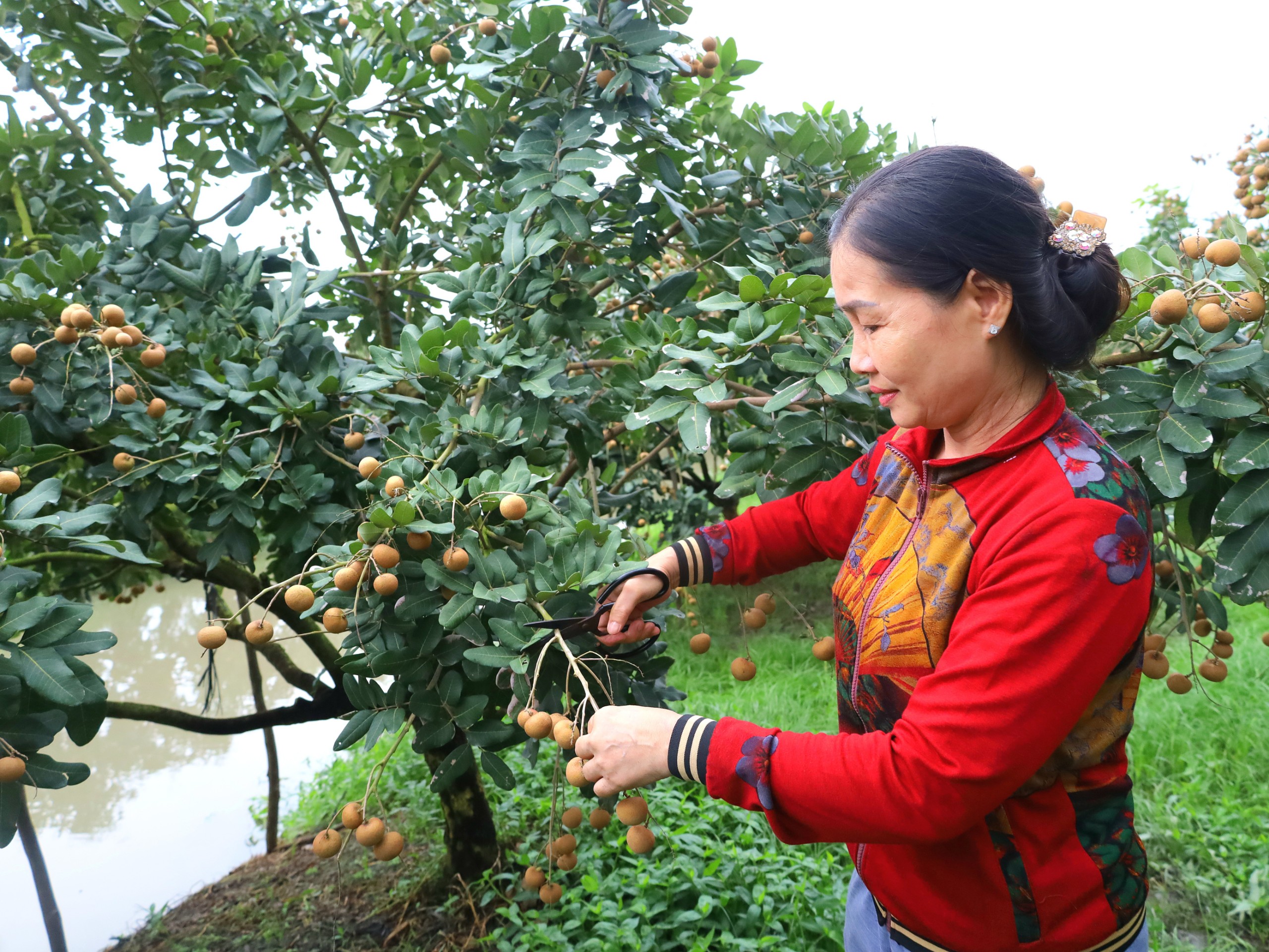 Nông dân thu hoạch thanh nhãn tại Hợp tác xã nhãn thanh Hữu Tâm ở xã Ðông Hiệp, huyện Cờ Đỏ.