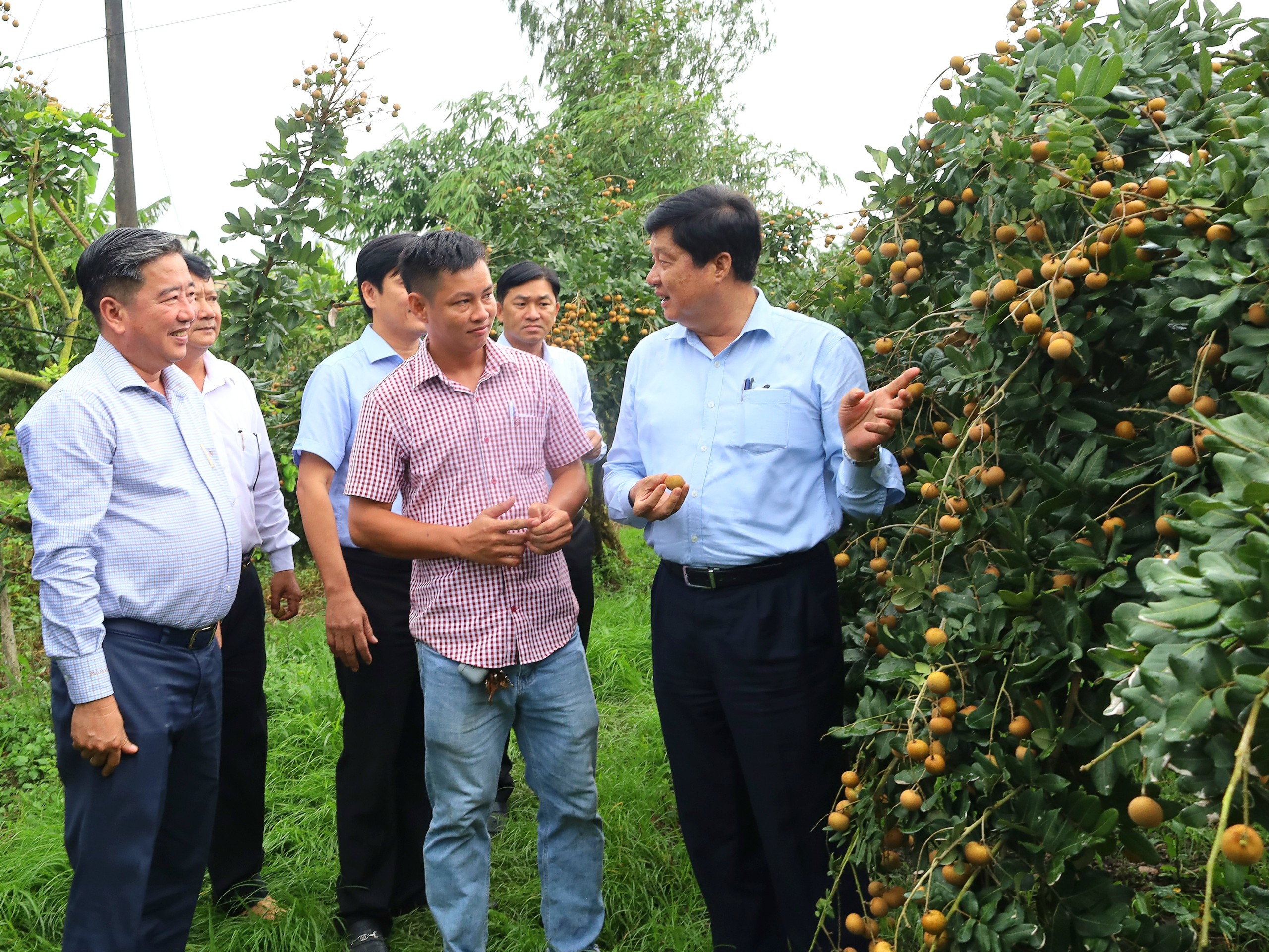 Ông Phạm Văn Hiểu - Phó Bí thư Thường trực Thành ủy, Chủ tịch HÐND TP. Cần Thơ tham quan thực tế mô hình trồng thanh nhãn tại Hợp tác xã nhãn thanh Hữu Tâm ở xã Ðông Hiệp, huyện Cờ Đỏ.