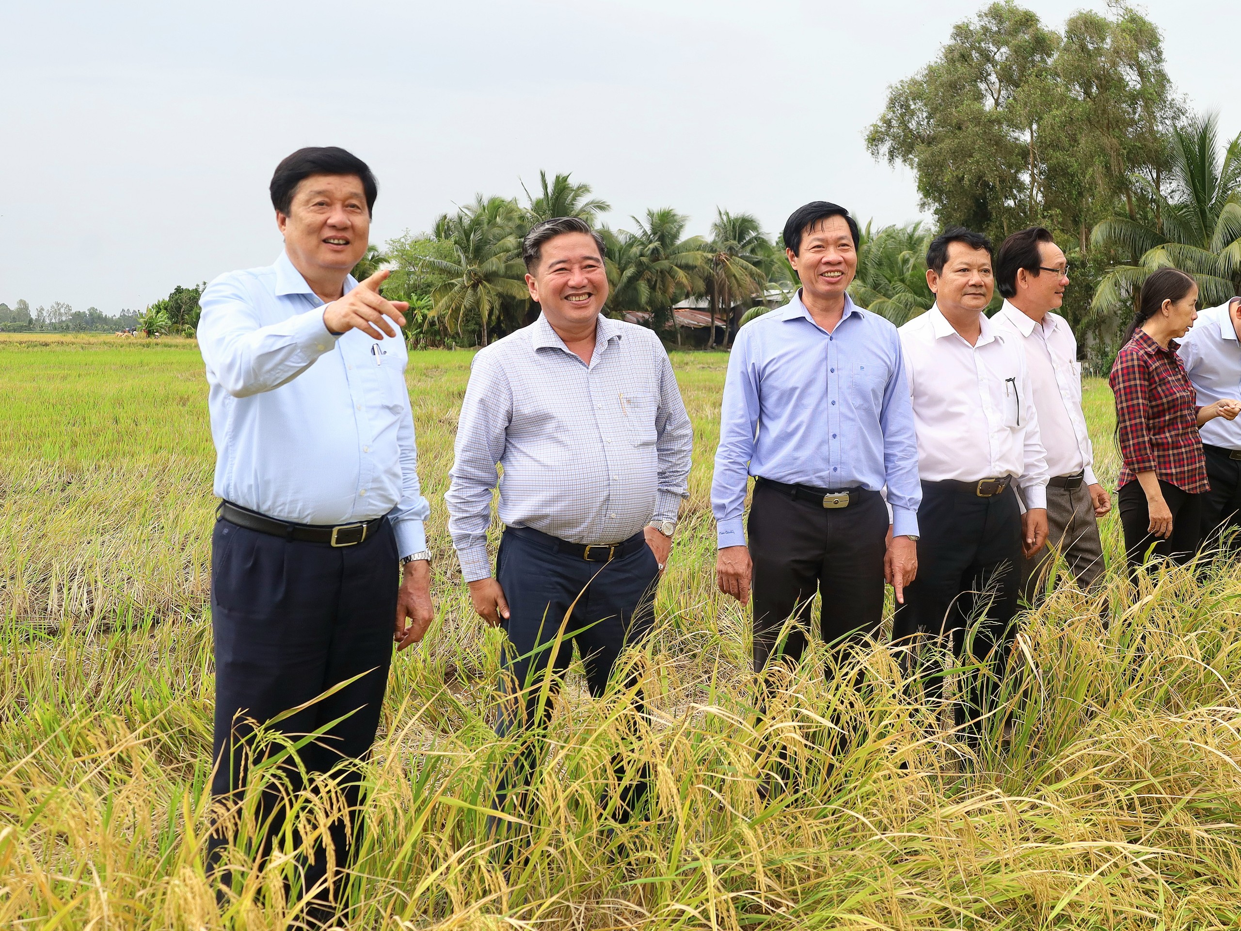 Ông Phạm Văn Hiểu - Phó Bí thư Thường trực Thành ủy, Chủ tịch HÐND TP. Cần Thơ và đoàn công tác tham quan thực tế Mô hình cánh đồng lớn sản xuất lúa của HTX An Xuân tại xã Thới Xuân, huyện Cờ Đỏ.