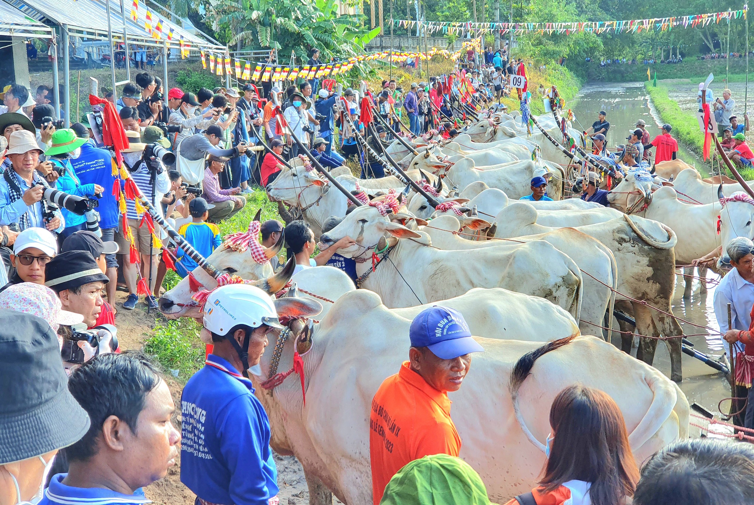 Các đôi bò tham gia thi đấu chuẩn bị dự lể khai mạc.