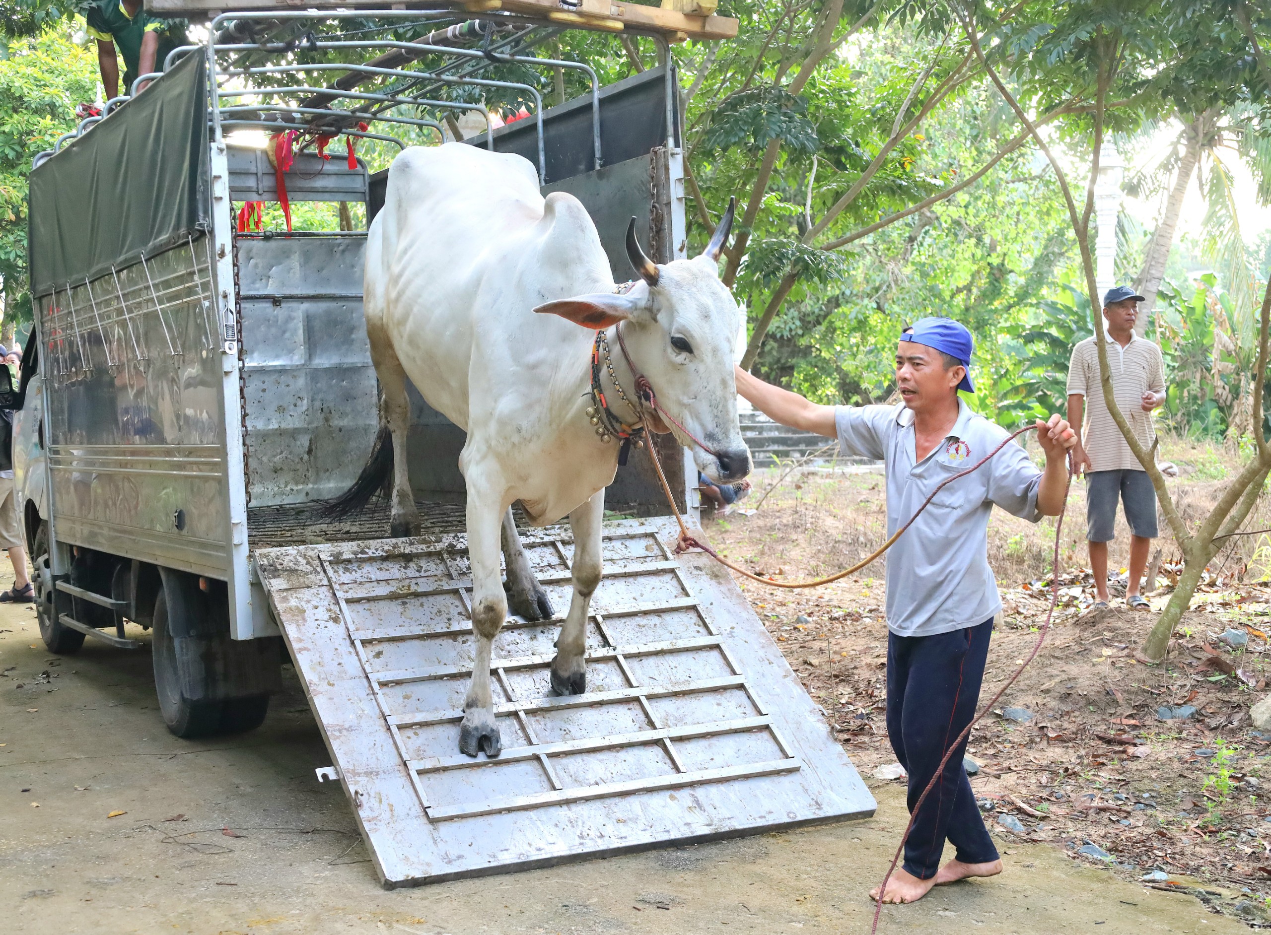 Các đội dự thi đưa bò đến địa điểm thi đấu.