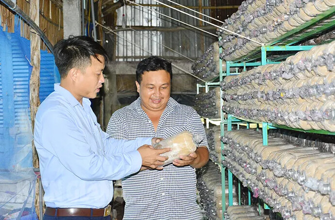 Chủ tịch Hội Nông dân xã Thạnh Lộc Phùng Văn Trị An (bên trái) thăm trại nấm bào ngư của anh Danh Tâm.