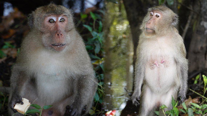 Những chú khỉ 'dạn dĩ' tự do đi lại trên đường được du khách tặng bánh, trái cây.