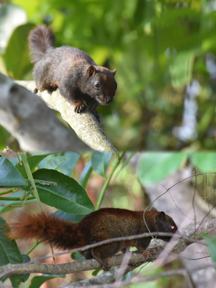 Sóc đỏ (tên tiếng Anh Variable Squirrel) là loài động vật nằm trong Sách Ðỏ Việt Nam. Hiện đang được bảo tồn tại Vườn Quốc gia U Minh Hạ.