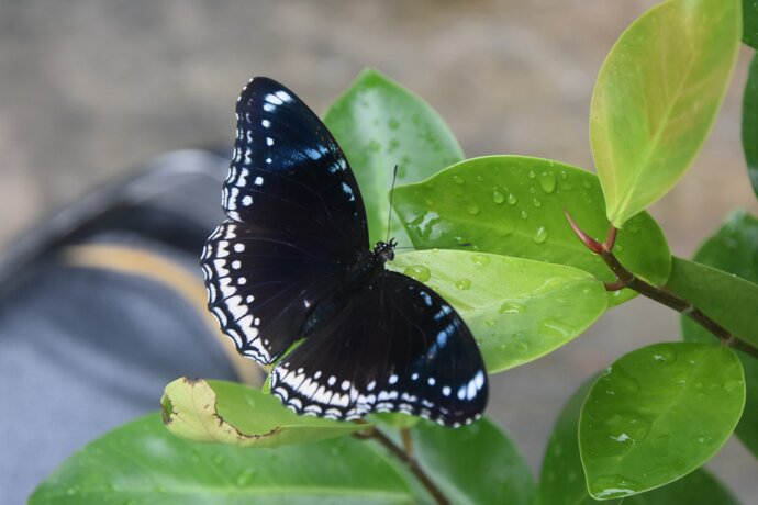 Loài bướm có màu sắc và họa tiết tựa như Bướm mặt trăng xanh (Hypolimnas bolina).