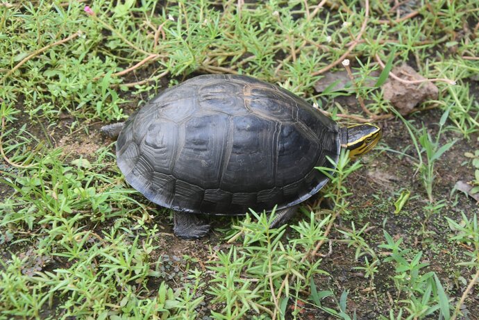 Rùa hộp lưng đen (Asian box turtle) là một phân loài của loài rùa hộp Cuora amboinensis. Chúng hiện được xem là động vật quý hiếm, nằm trong danh sách các loài động vật cần được bảo tồn của thế giới.