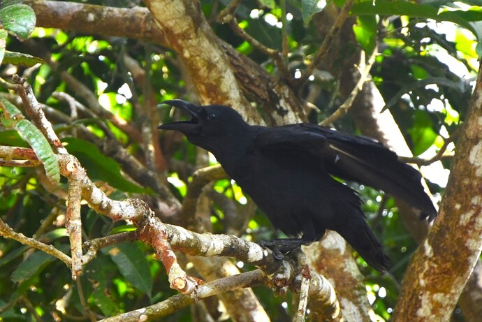 Loài Quạ đen ở Vườn quốc gia U Minh Hạ là một động vật hoang dã quý hiếm đang được thế giới tích cực bảo tồn.