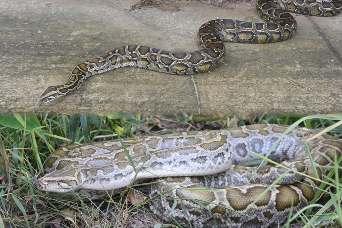Trăn Gấm (Python reticulatus) là loài bò sát có tên trong Sách Đỏ Việt Nam năm 2007 với mức độ CR (Cực kỳ nguy cấp), thuộc nhóm động vật nghiêm cấm khai thác và sử dụng. Loài này hiện đang được bảo tồn tại Vườn Quốc gia U Minh Hạ.