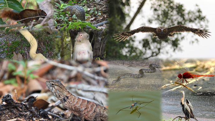 Gần 250 loài thực vật, 182 loài chim, 40 loài thú, 20 loài bò sát và lưỡng thê cùng nhiều loài côn trùng khác hiện đang được tích cực bảo tồn tại Vườn Quốc gia U Minh Hạ.