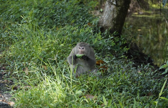 Những đàn khỉ 'hướng ngoại' hơn so với loài thú rừng khác, thường ra ngoài chơi và tìm mồi bén.