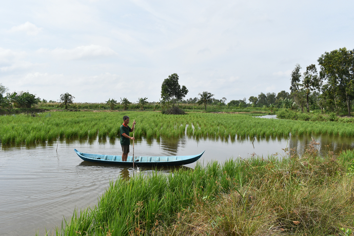 Nhiều hộ dân trên địa bàn huyện Phú Tân ngày càng chú trọng thực hiện mô hình cấy lúa trên đất nuôi tôm.