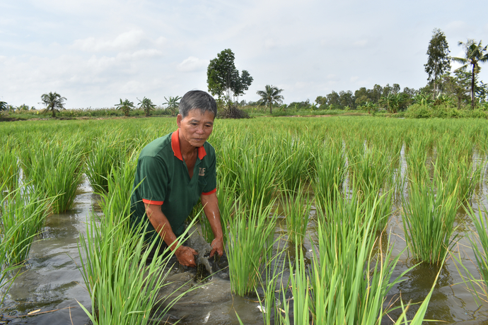 Ông Nguyễn Thanh Bình, 61 tuổi, ở ấp Phú Thành, xã Phú Mỹ đang chăm sóc ruộng lúa cấy trên đất nuôi tôm của gia đình.