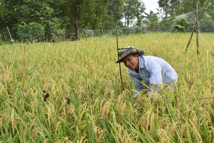 Hai năm qua, năm nào ông Lâm Văn Tỷ, 54 tuổi, ở ấp Lung Môn, xã Phú Mỹ cũng trồng lúa trên đất nuôi tôm.