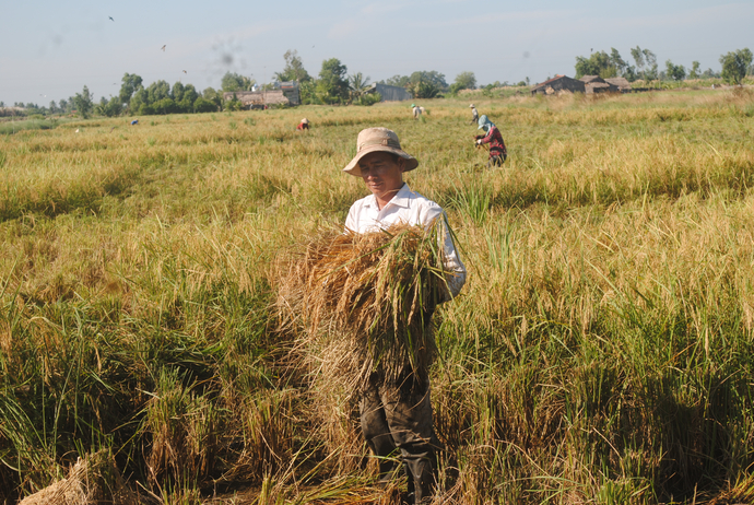 Anh Phạm Văn Bình ở ấp Lê Giáo xã Biển Bạch Đông thu hoạch lúa F Lai 1.