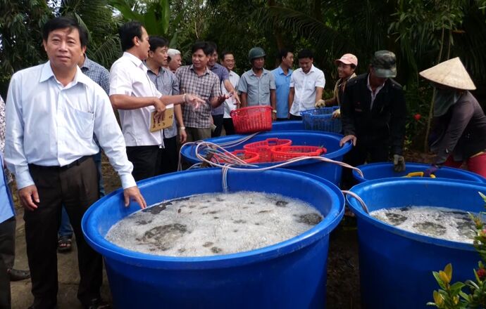 Ông Huỳnh Quốc Hoàng - Tỉnh ủy viên, Bí thư Huyện ủy Thới Bình, tỉnh Cà Mau đến xem nông dân thu hoạch tôm càng xanh tại xã Trí Lực.
