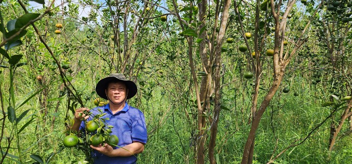 Vườn cam sành 3 Tình, xã Khánh Thuận, huyện U Minh.