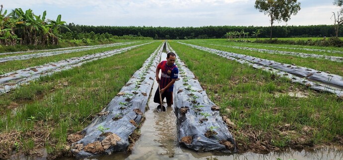 Ông Huỳnh Tân Xuyên ở Ấp 13, xã Khánh Lâm, huyện U Minh, trồng dưa hấu chuẩn bị phục vụ tết Nguyên đán 2024.