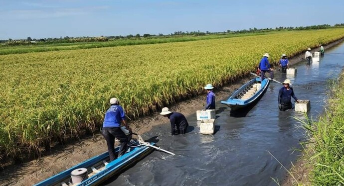 Vùng đất trồng lúa ngắn ngày trên đất nuôi tôm ở xã Biển Bạch Đông, huyện Thới Bình.