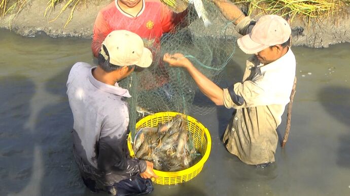 Nông dân thu hoạch tôm trên đất trồng lúa ở xã Biển Bạch Đông, huyện Thới Bình.