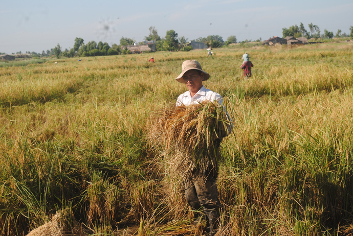 Nông dân thu hoạch lúa F lai 1 ở xã Biển Bạch Đông, huyện Thới Bình.