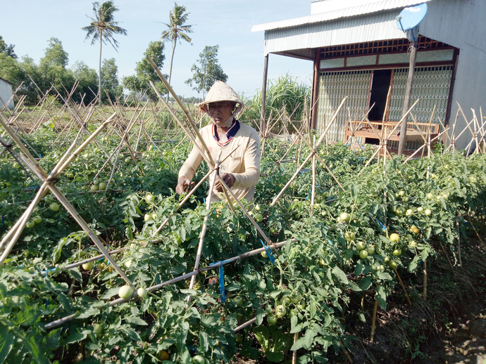 Đồng bào dân tộc khmer ấp 6 xã Khánh Hòa ngày càng tích cực áp dụng các tiến bộ của khoa học kỹ thuật vào sản xuất nên mang lại hiệu quả kinh tế cao, tăng thu nhập, phát triển kinh tế gia đình.