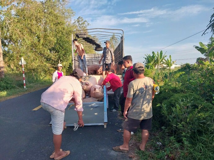 Người dân ấp 12, 13 tại xã Nguyễn Phích, huyện U Minh nhận heo nái giống thực hiện mô hình nuôi heo sinh sản an toàn sinh học, đây được xem là mô hình mang lại nhiều triển vọng.