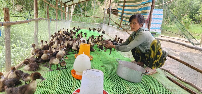 Mô hình nuôi vịt xiêm an toàn sinh học được xem là một trong những mô hình phù hợp và mang lại hiệu quả cao cho người dân địa phương trên địa bàn xã.