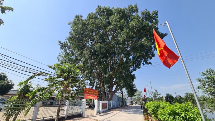 Cây xà cừ lớn tại UBND Xã Nhơn Nghĩa.