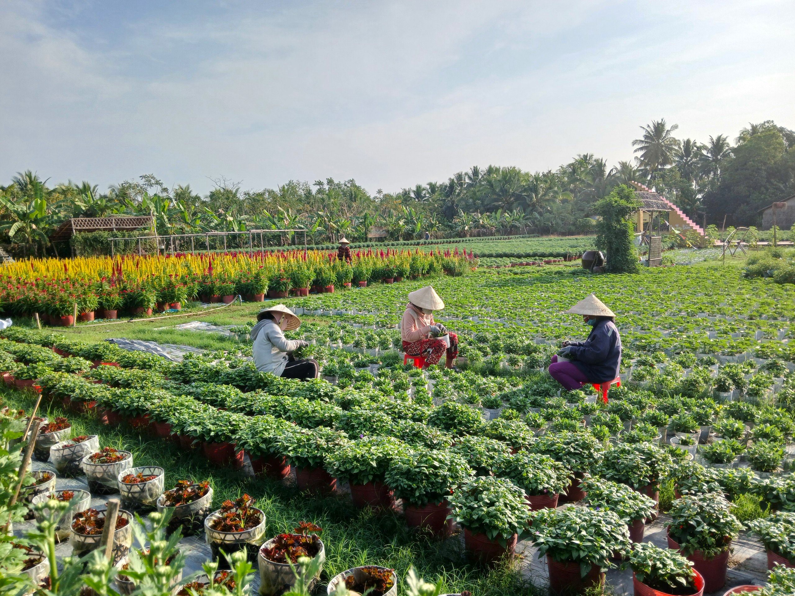 Nông dân TP. Ngã Bảy đang khẩn trương chăm sóc vườn hoa chuẩn bị phục vụ Tết.