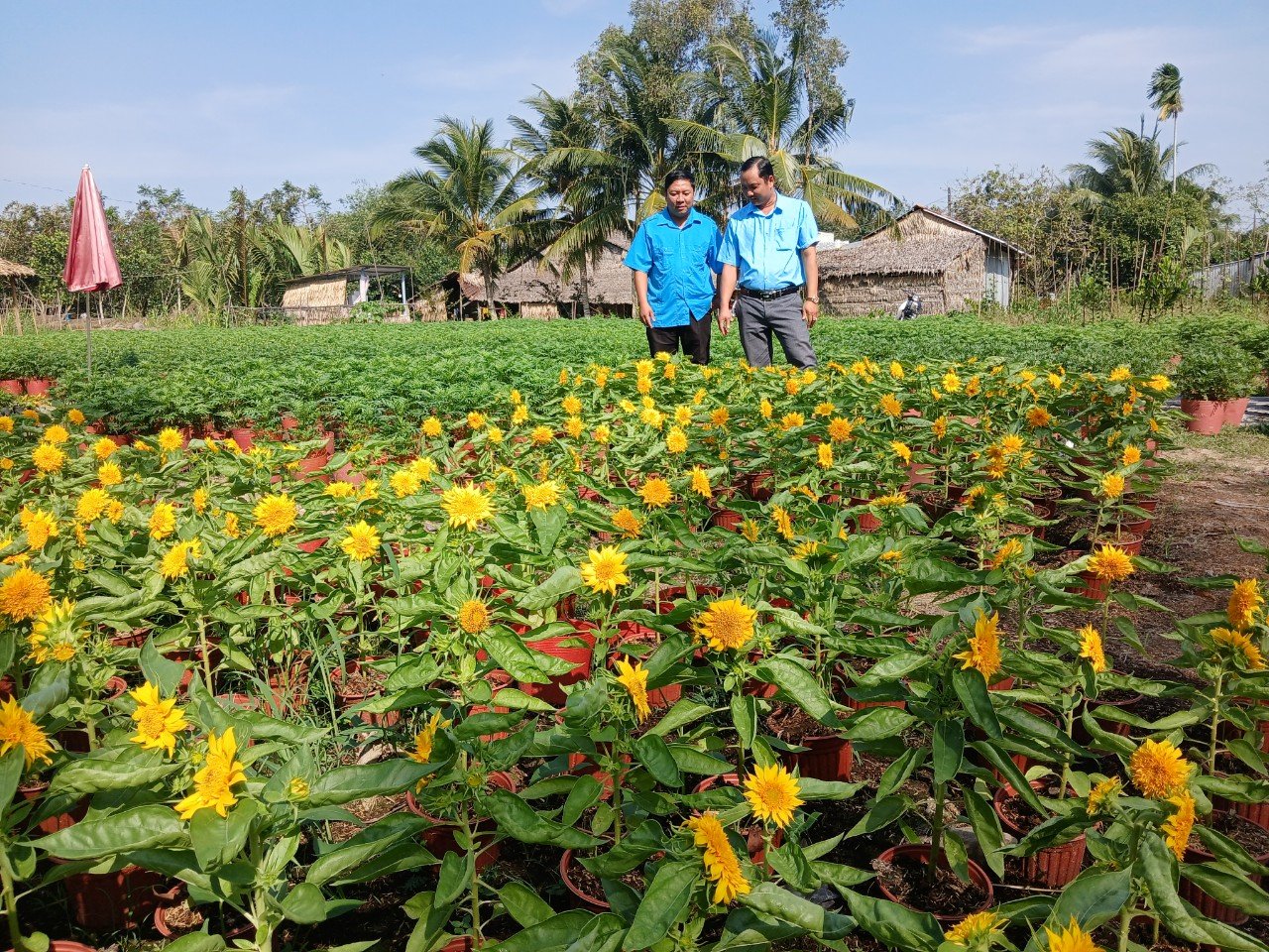 Hội Nông dân TP. Ngã Bảy tham quan vườn hoa của chị Trương Cẩm Tú tại ấp Đông Bình, xã Tân Thành, TP. Ngã Bảy.