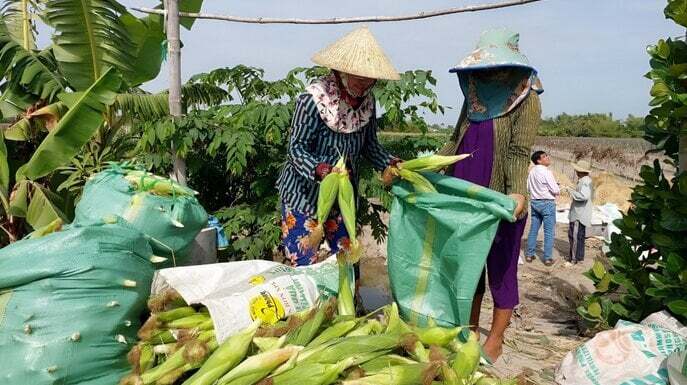 Nông dân tại xã Vĩnh Phú Đông đang thu hoạch bắp.