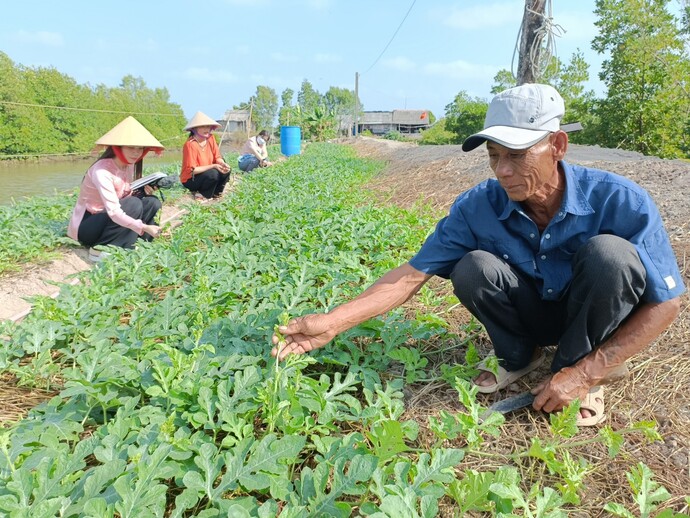 Ông Phạm Văn Út ở ấp Tân Tạo, xã Tam Giang Tây chăm sóc vườn dưa hấu ở giai đoạn dây đang mới phát triển.