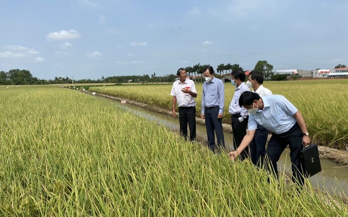 Lãnh đạo tỉnh Sóc Trăng thăm trại sản xuất lúa giống ST của ông Hồ Quang Cua ở thị trấn Mỹ Xuyên