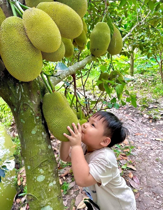 Thưởng thức trái cây tươi ngon đậm chất miệt vườn miền Tây sẽ là hoạt động không thể bỏ lỡ khi đến với Phi Yến.