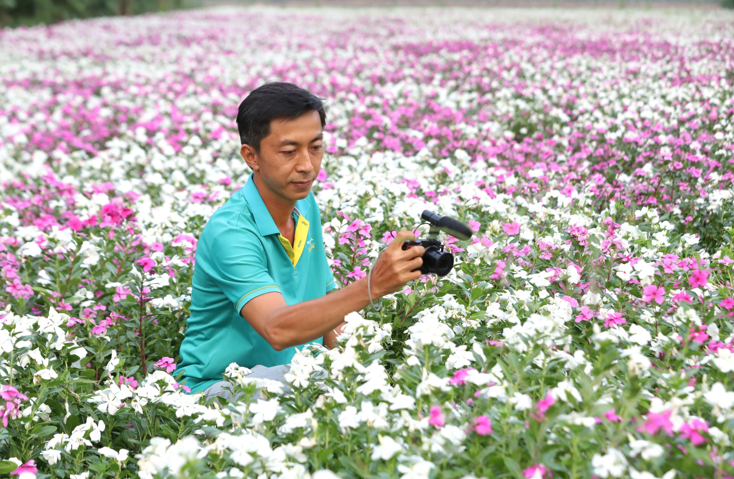 Tranh thủ lưu lại hình ảnh hoa dừa cạn đẹp ngất ngây.