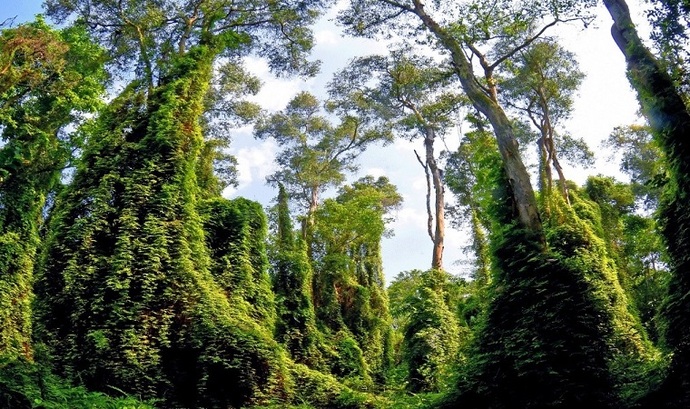Bòng bong leo bám quanh các thân cây cổ thụ xanh rờn, tạo thành những khối hình chóp nón khổng lồ kiêu hãnh tại Xẻo Quít