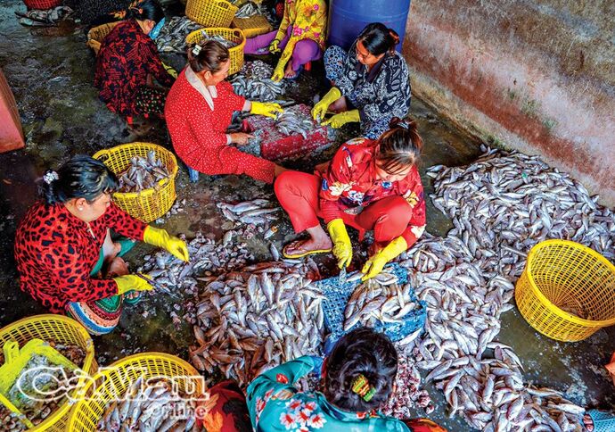 Nghề làm khô cá đù tạo công ăn việc làm cho nhiều chị em vùng ven biển.