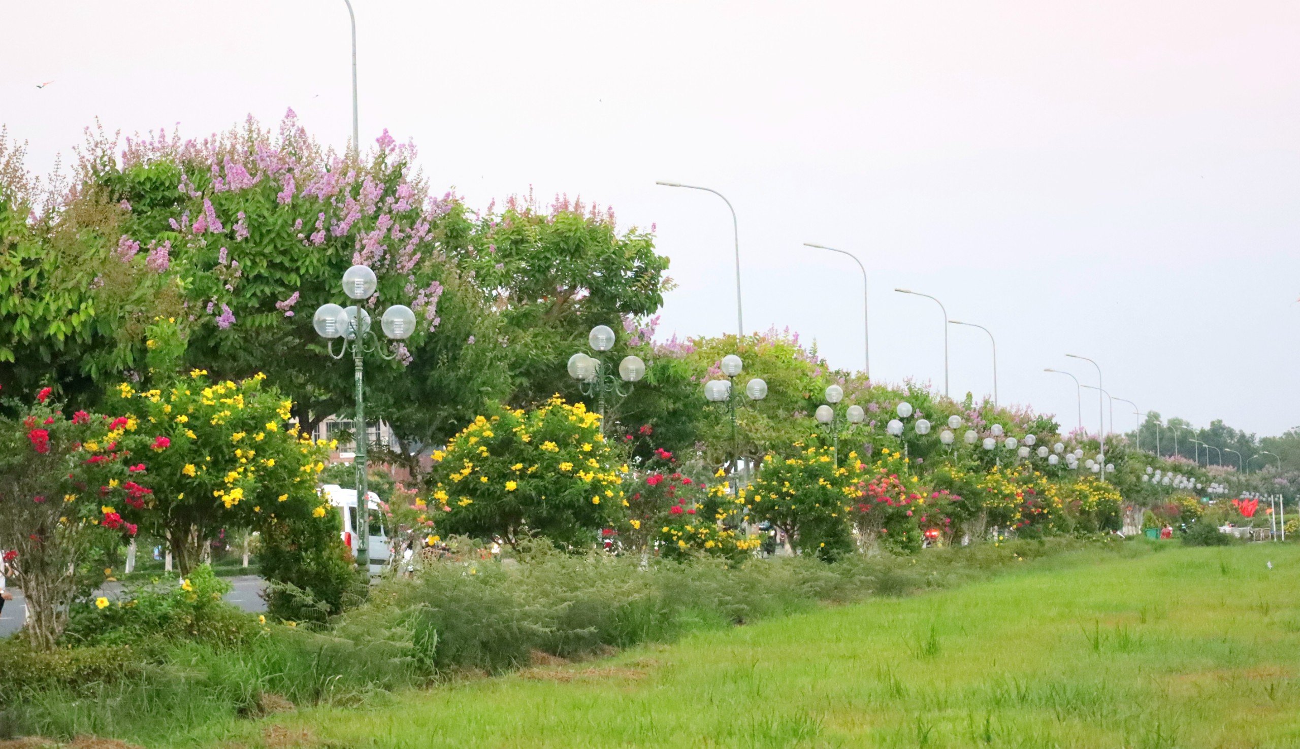 Khu vực trước trung tâm hành chính tỉnh Vĩnh Long được trồng nhiều loại hoa khác nhau.