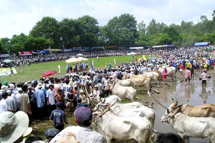 Lễ hội đua bò Bảy Núi thu hút hàng nghìn người dân và các tay săn ảnh từ khắp nơi đổ về tham gia. Ảnh: Check - in An Giang.