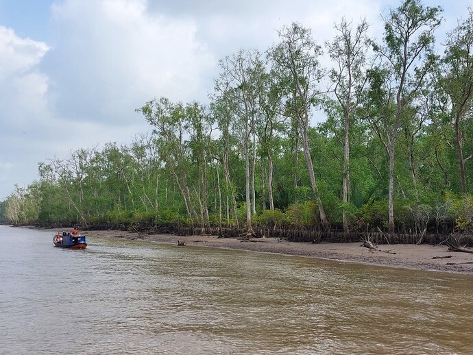Rừng ngập mặn nguyên sinh ở Cù Lao Dung