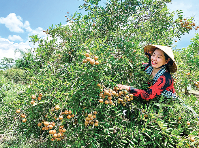 Vườn nhãn cồn Sơn.