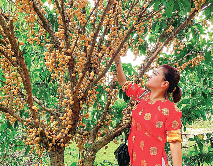 Vườn dâu ở Làng du lịch Mỹ Khánh.