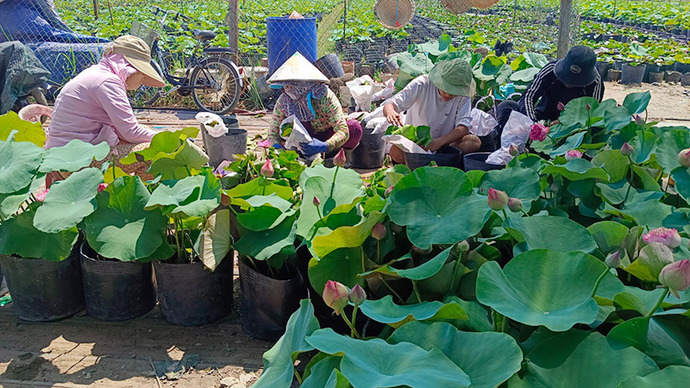 Nông dân Làng hoa Sa Đéc chăm sóc sen kiểng phục vụ Lễ hội Sen Đồng Tháp. Ảnh: Ngọc Duy