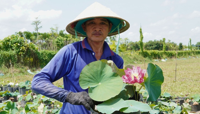 Vườn sen chậu của anh Trung luôn sẵn sàng cung ứng ra thị trường